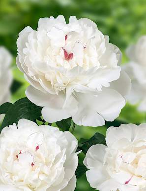 Shop All | Whistle Stop Peonies